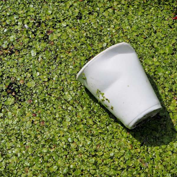 Productos biodegradables vs compostables ¿En qué se diferencian?